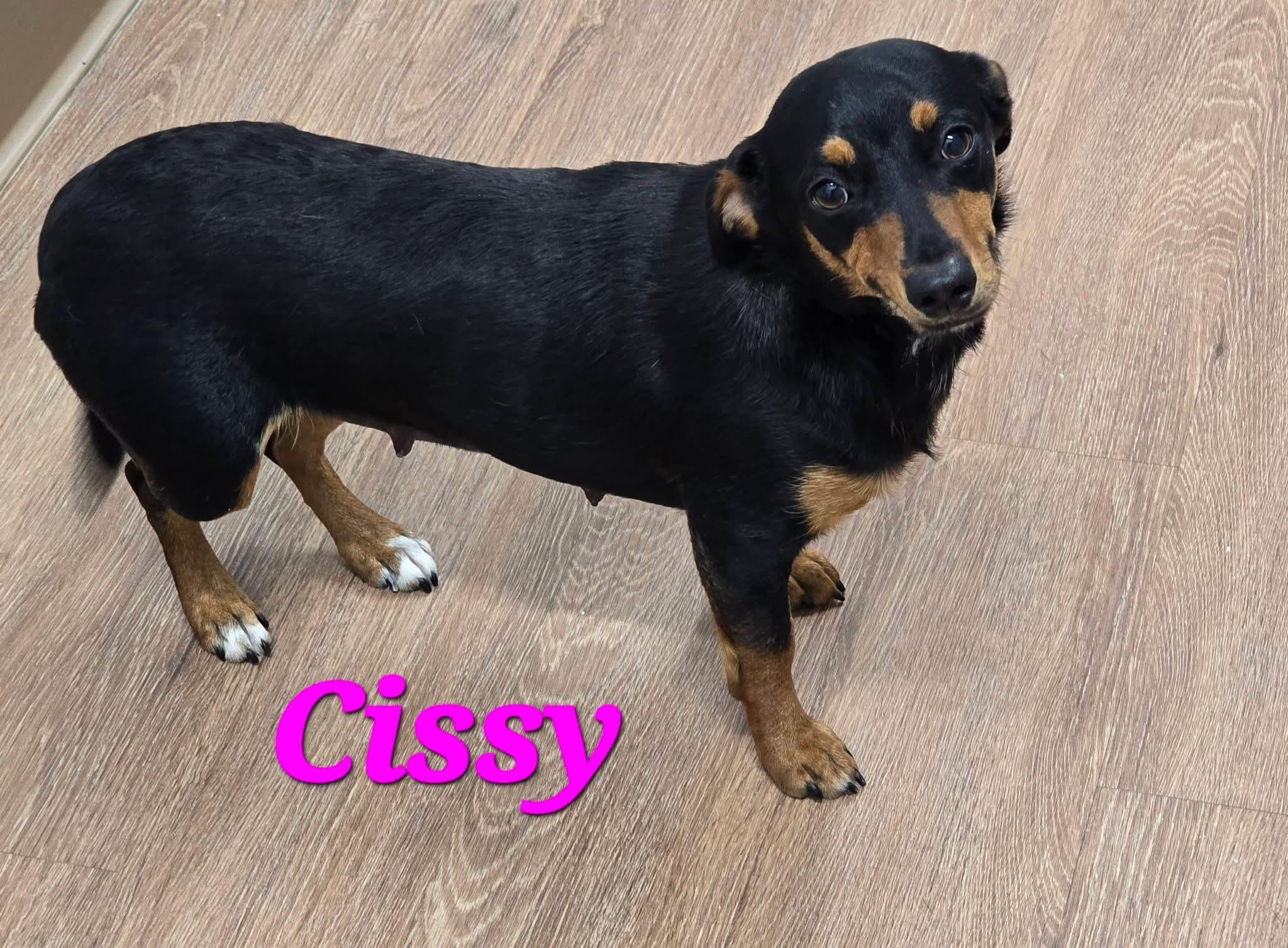 Cissy, ADOPTABLE, Adult Female Chihuahua & Dachshund.