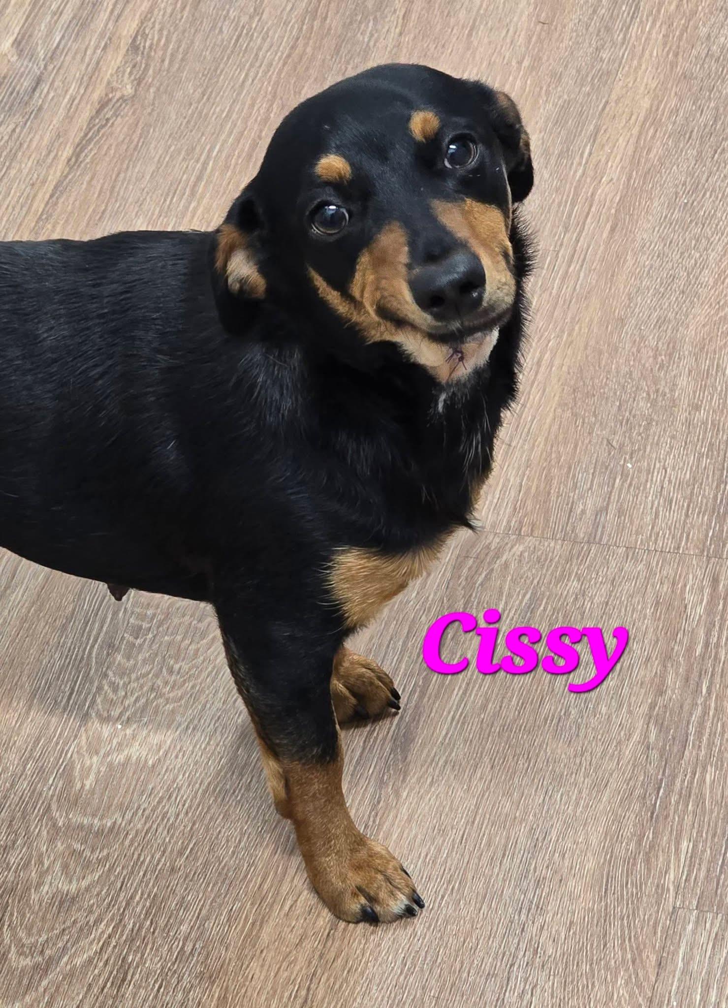 Enlarge Cissy, a ADOPTABLE mixed breed in Mingus, TX image 5/6