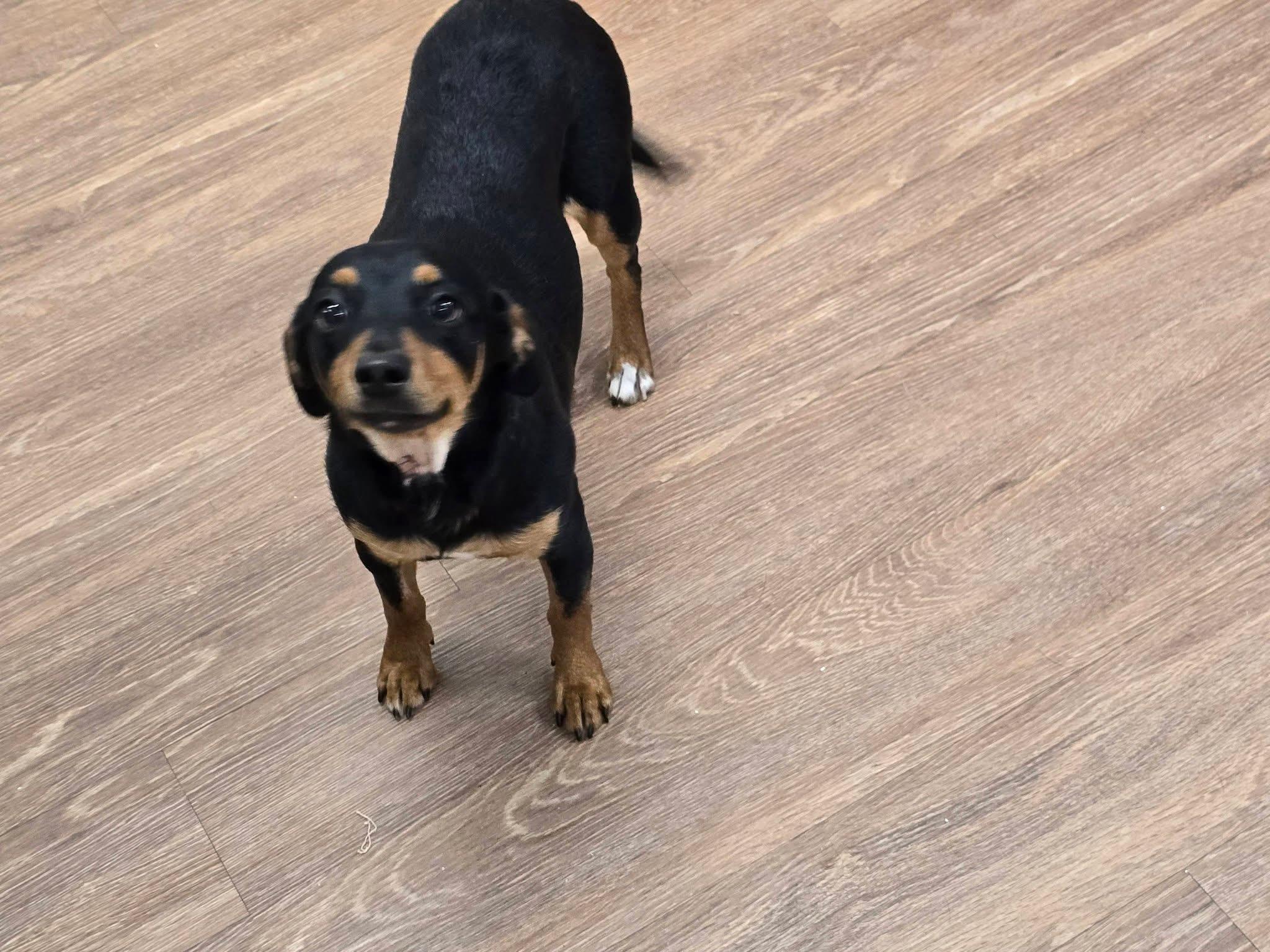 Enlarge Cissy, a ADOPTABLE mixed breed in Mingus, TX image 2/6