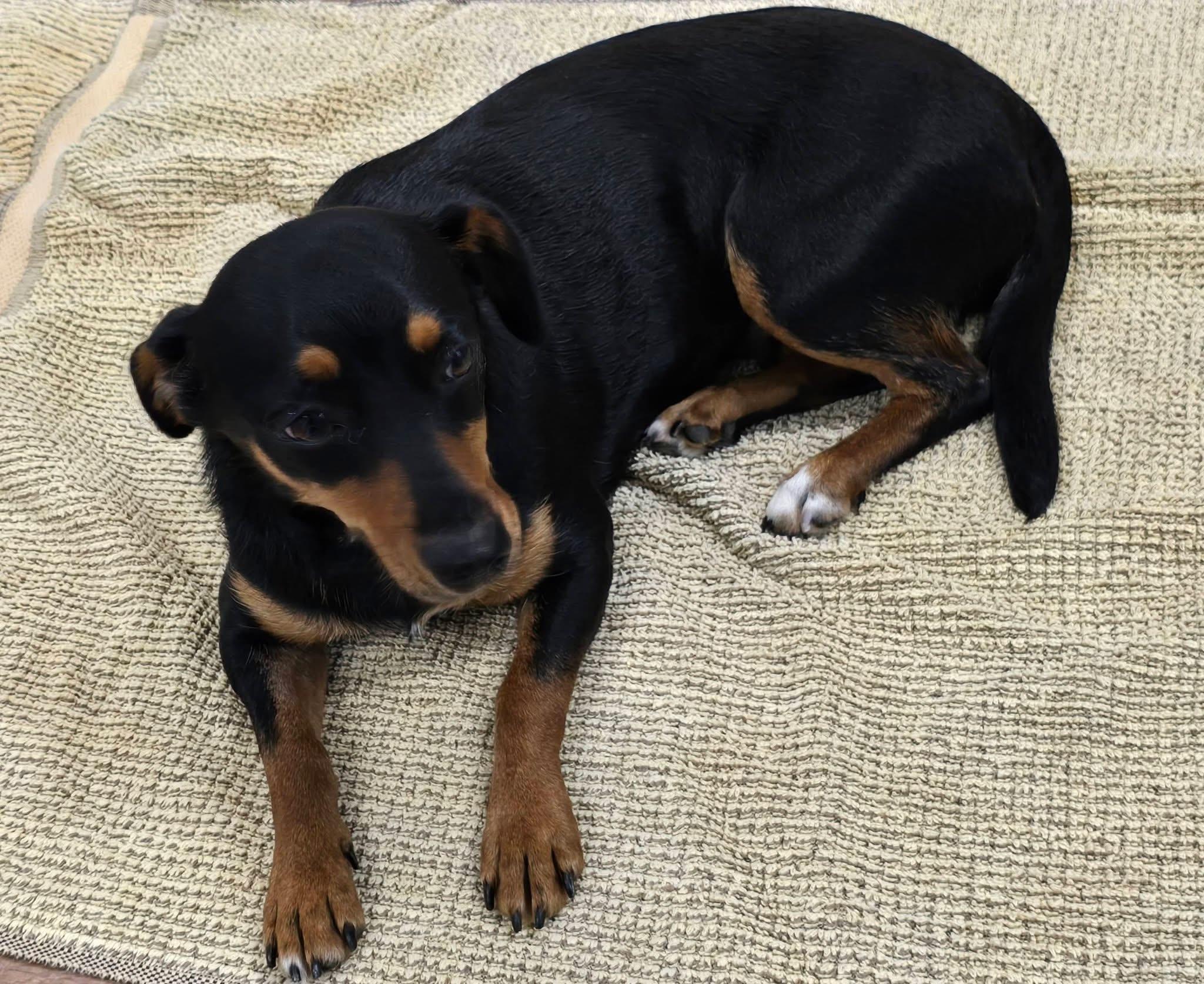 Enlarge Cissy, a ADOPTABLE mixed breed in Mingus, TX image 4/6