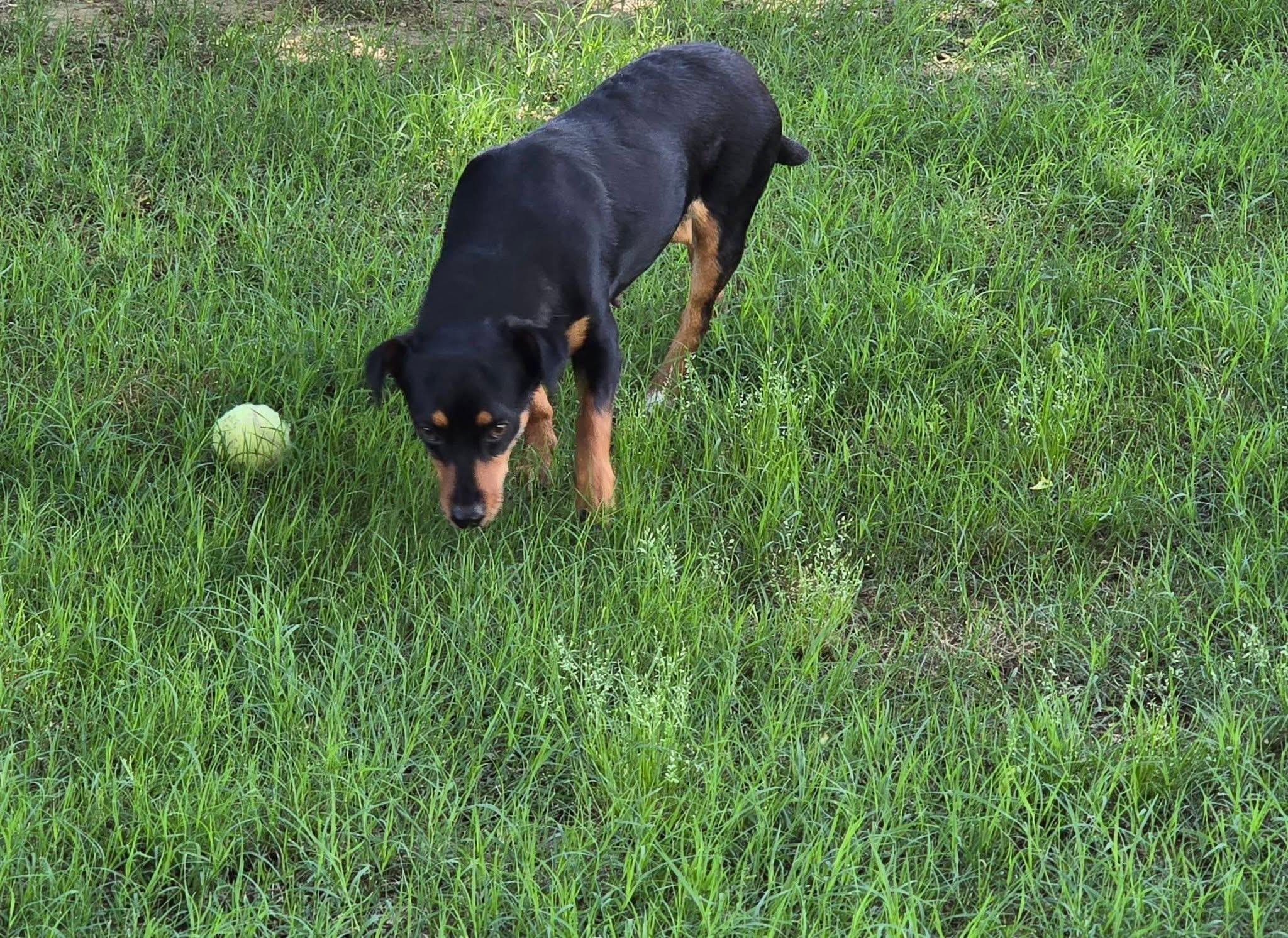 Enlarge Cissy, a ADOPTABLE mixed breed in Mingus, TX image 6/6