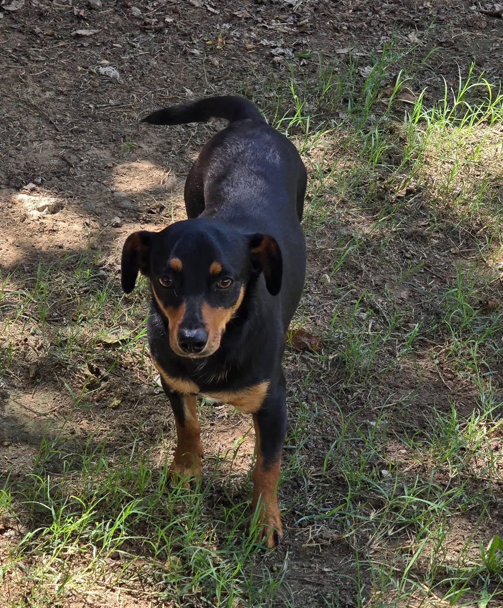 Enlarge Cissy, a ADOPTABLE mixed breed in Mingus, TX image 3/6