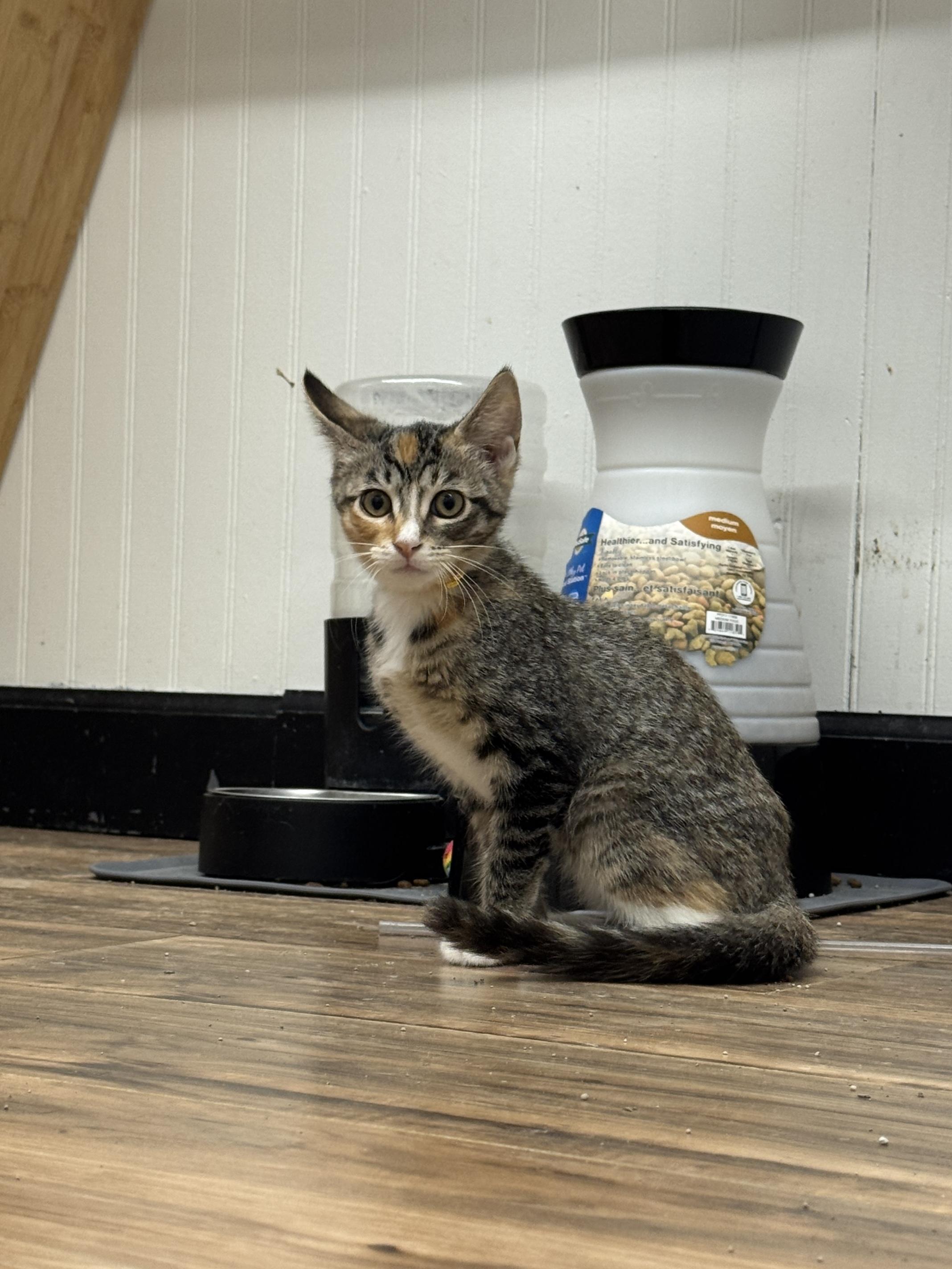 Enlarge Socks, a Adoptable Domestic Short Hair in Wayland, MI image 1/1