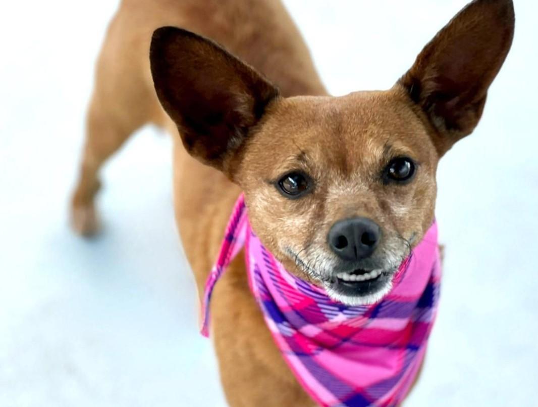 Cinnamon - her paw tells a story, her heart tells the rest! She is younger than she looks!