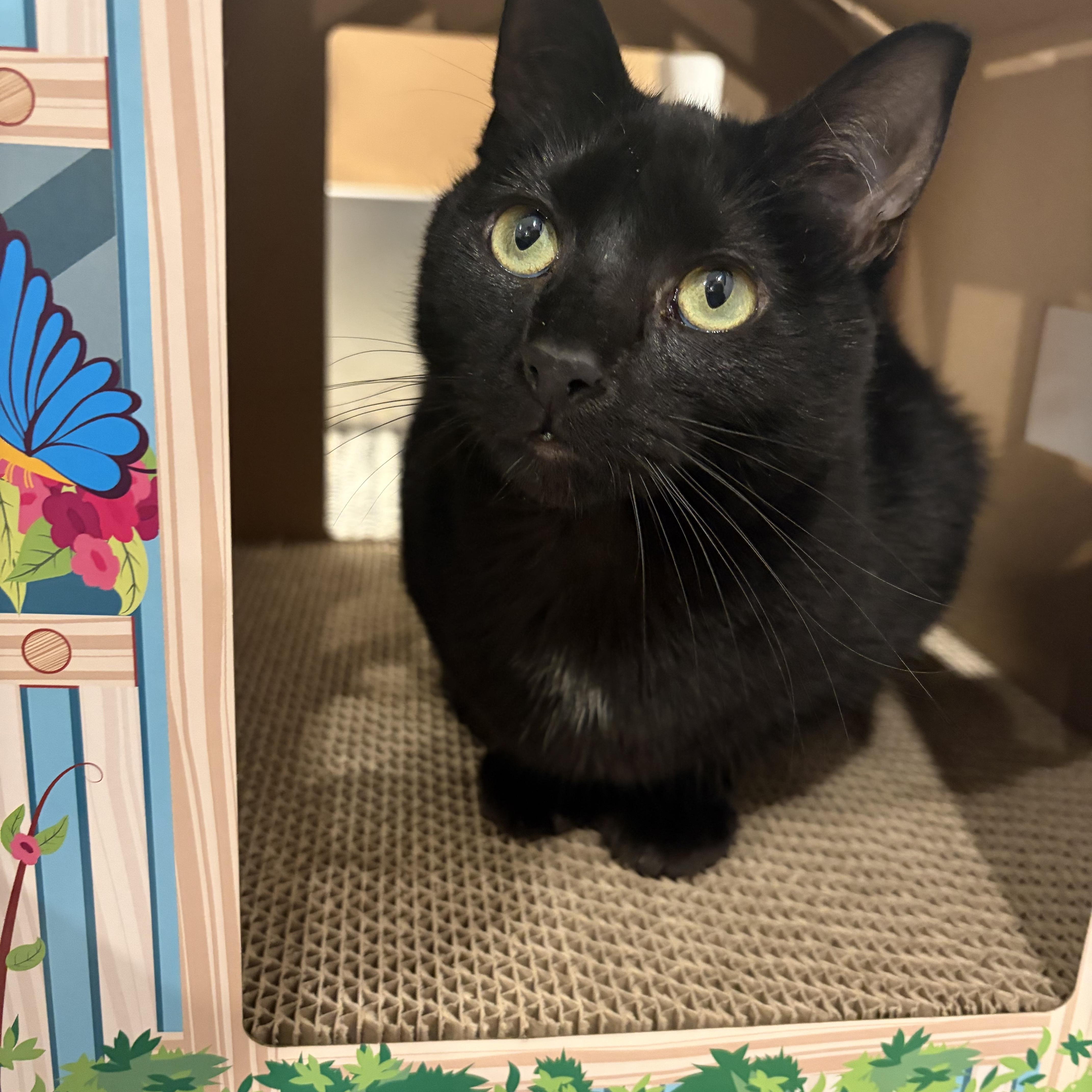 Mitcy (bonded with Ghost) , Adoptable, Kitten Female Bombay & Domestic Short Hair.
