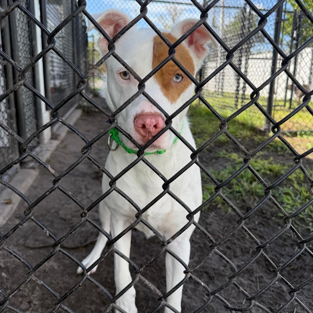 Hercules, Adoptable, Young Male Terrier & Terrier.