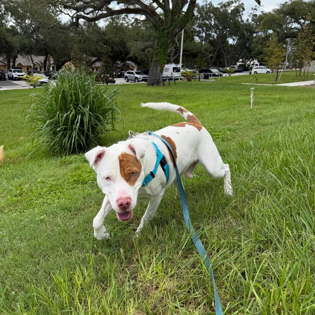 Hercules, a Adoptable mixed breed in Clearwater, FL image 2/6