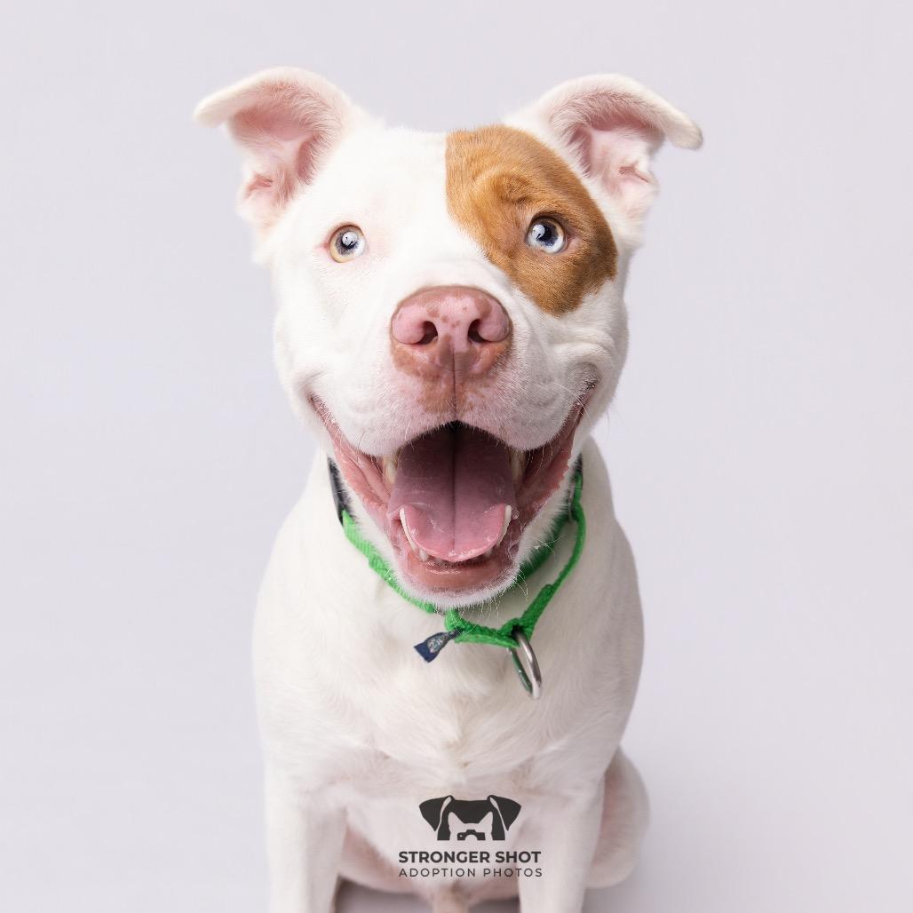 Hercules, a Adoptable mixed breed in Clearwater, FL image 3/6