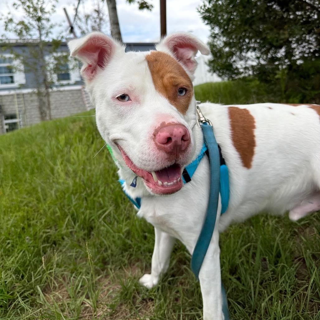 Hercules, a Adoptable mixed breed in Clearwater, FL image 4/6