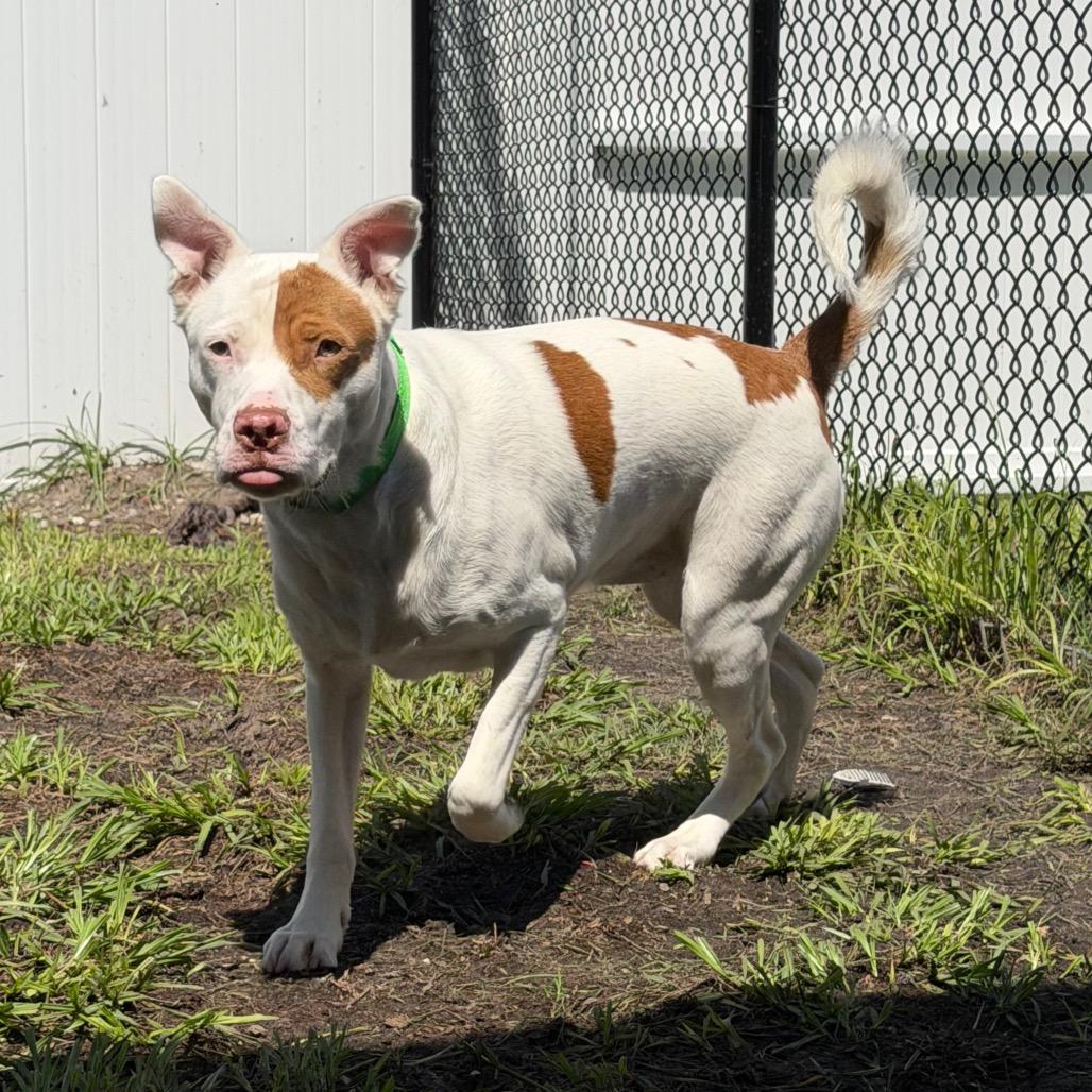 Hercules, a Adoptable mixed breed in Clearwater, FL image 5/6