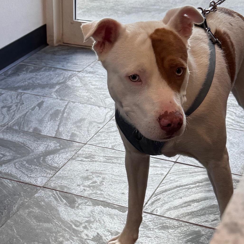 Hercules, a Adoptable mixed breed in Clearwater, FL image 6/6