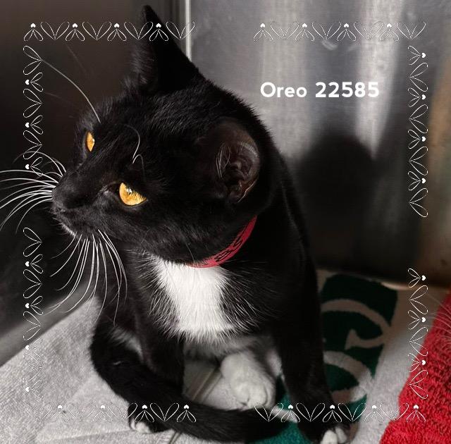 OREO (see also SMORE), Adoptable, Young Female Domestic Short Hair.