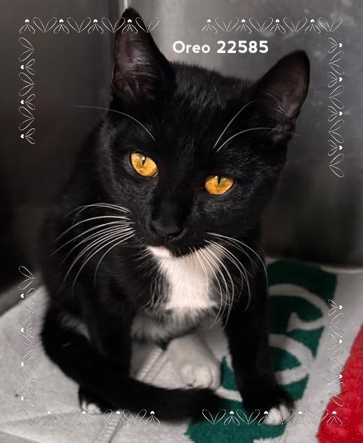 Enlarge OREO (see also SMORE), a Adoptable Domestic Short Hair in Marietta, GA image 3/4