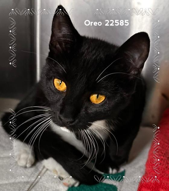Enlarge OREO (see also SMORE), a Adoptable Domestic Short Hair in Marietta, GA image 4/4