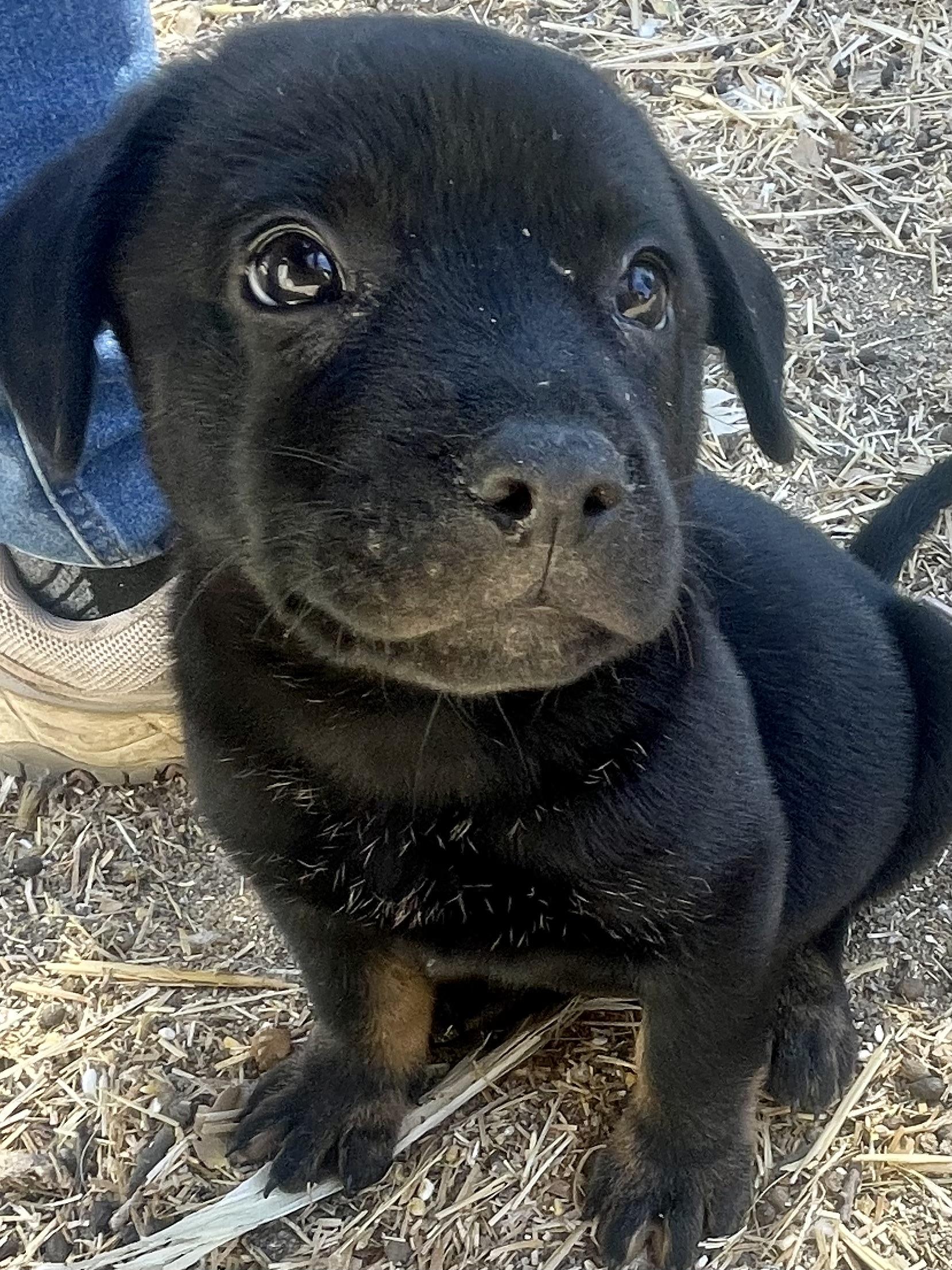 Bear Claw, Adoptable, Puppy Male Mixed Breed.