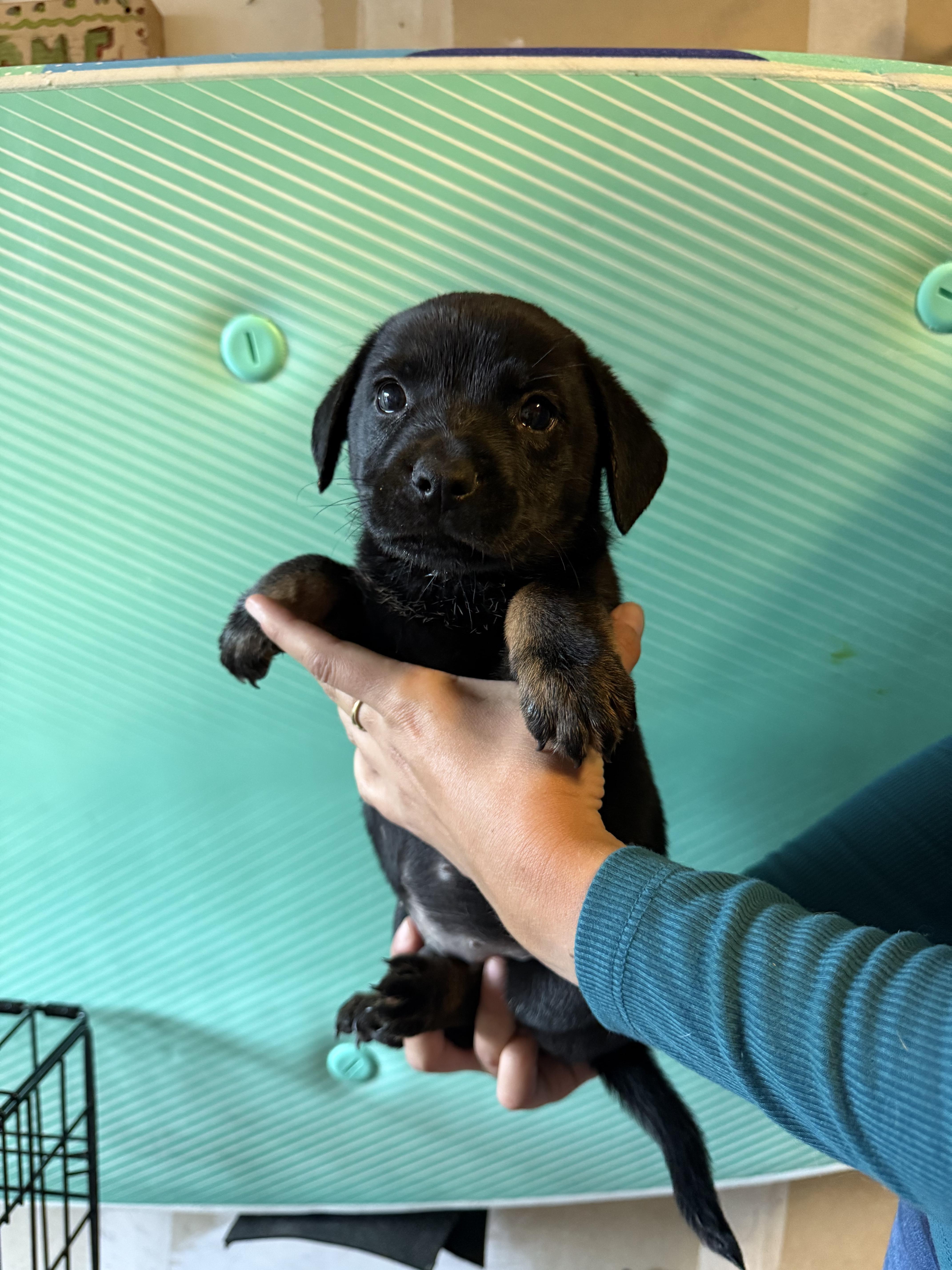 Bear Claw, a Adoptable mixed breed in Paso Robles, CA image 2/2