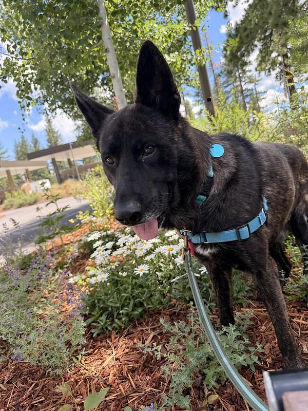 Sterling, a ADOPTABLE Mixed Breed in Truckee, CA image 3/4