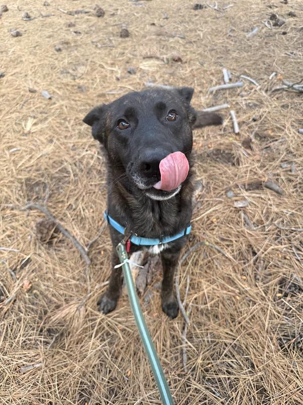 Sterling, a ADOPTABLE Mixed Breed in Truckee, CA image 4/4