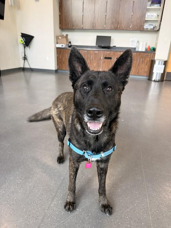 Sterling, ADOPTABLE, Adult Male Mixed Breed.