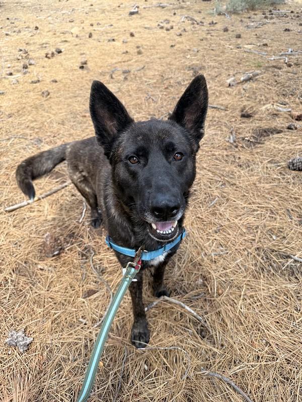 Sterling, a ADOPTABLE Mixed Breed in Truckee, CA image 2/4