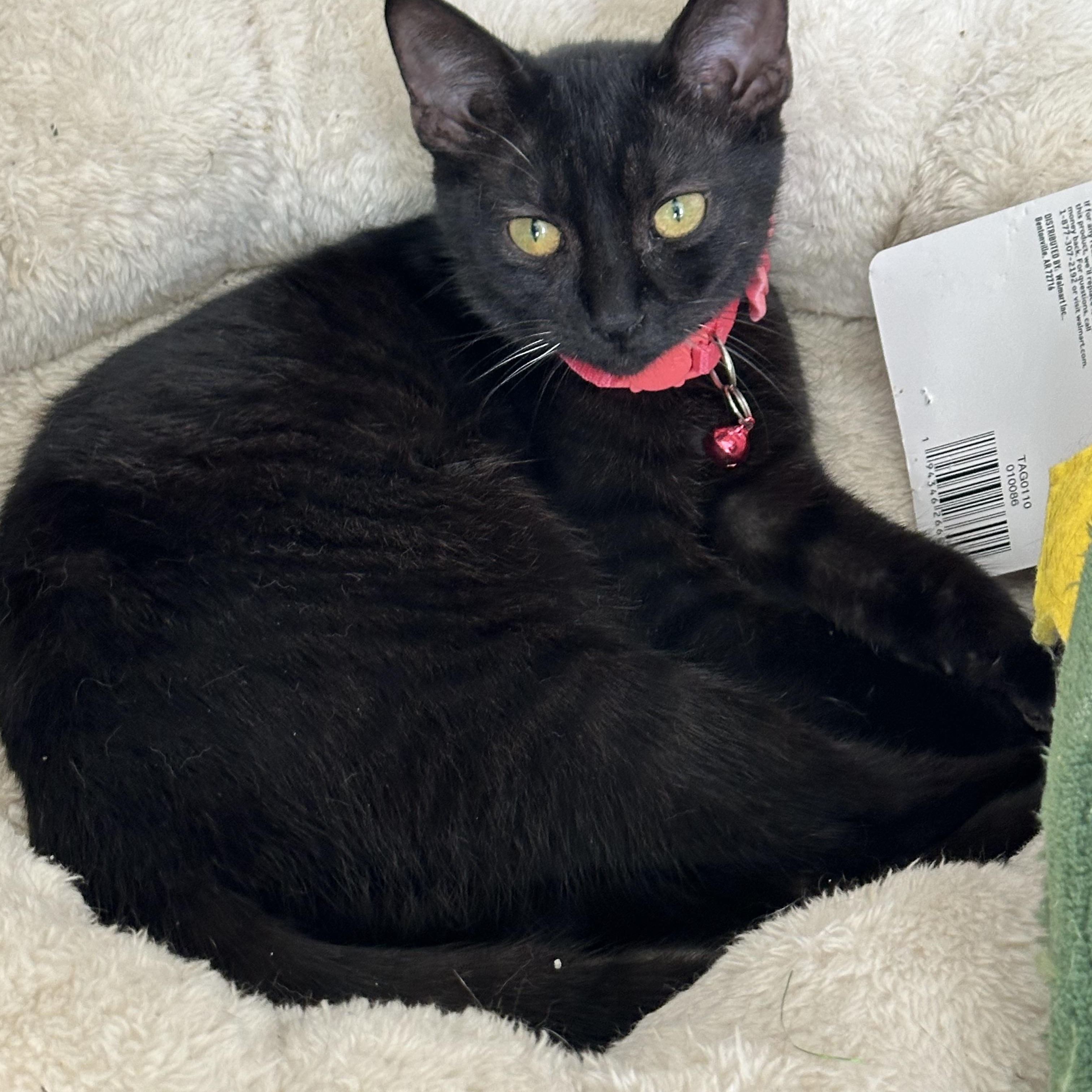 Holly, Adoptable, Young Female Domestic Short Hair.