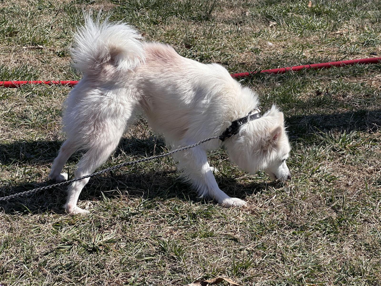 Enlarge Angel of FL, a Adopted American Eskimo Dog in Randallstown, MD image 1/3