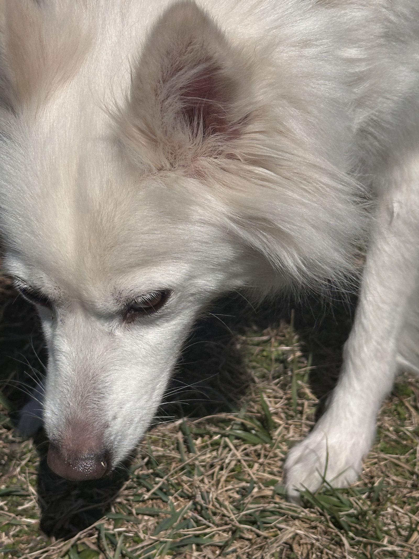 Enlarge Angel of FL, a Adopted American Eskimo Dog in Randallstown, MD image 2/3