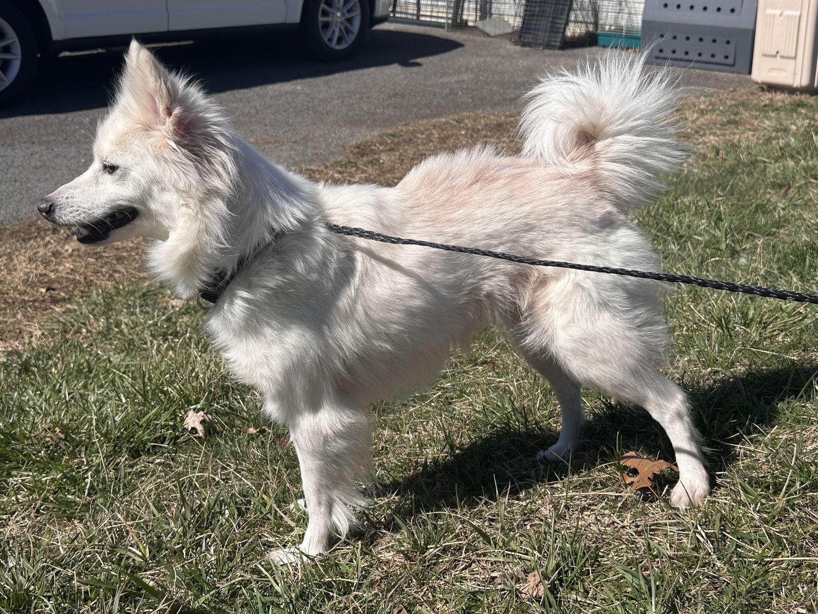 Enlarge Angel of FL, a Adopted American Eskimo Dog in Randallstown, MD image 3/3