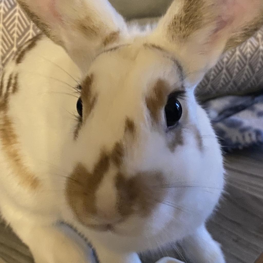 Nutmeg, Adoptable, Adult Female English Spot & Rabbit, DomesticMix.