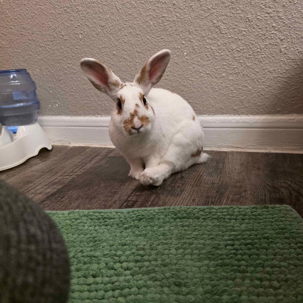 Nutmeg, Adoptable, Adult Female English Spot & Rabbit, DomesticMix.