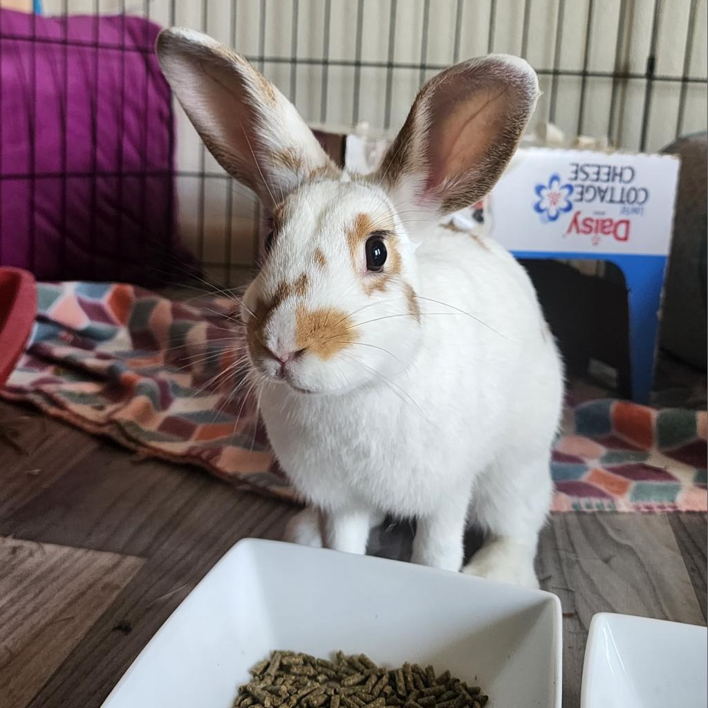 Nutmeg, a Adoptable mixed breed in The Woodlands, TX image 3/6