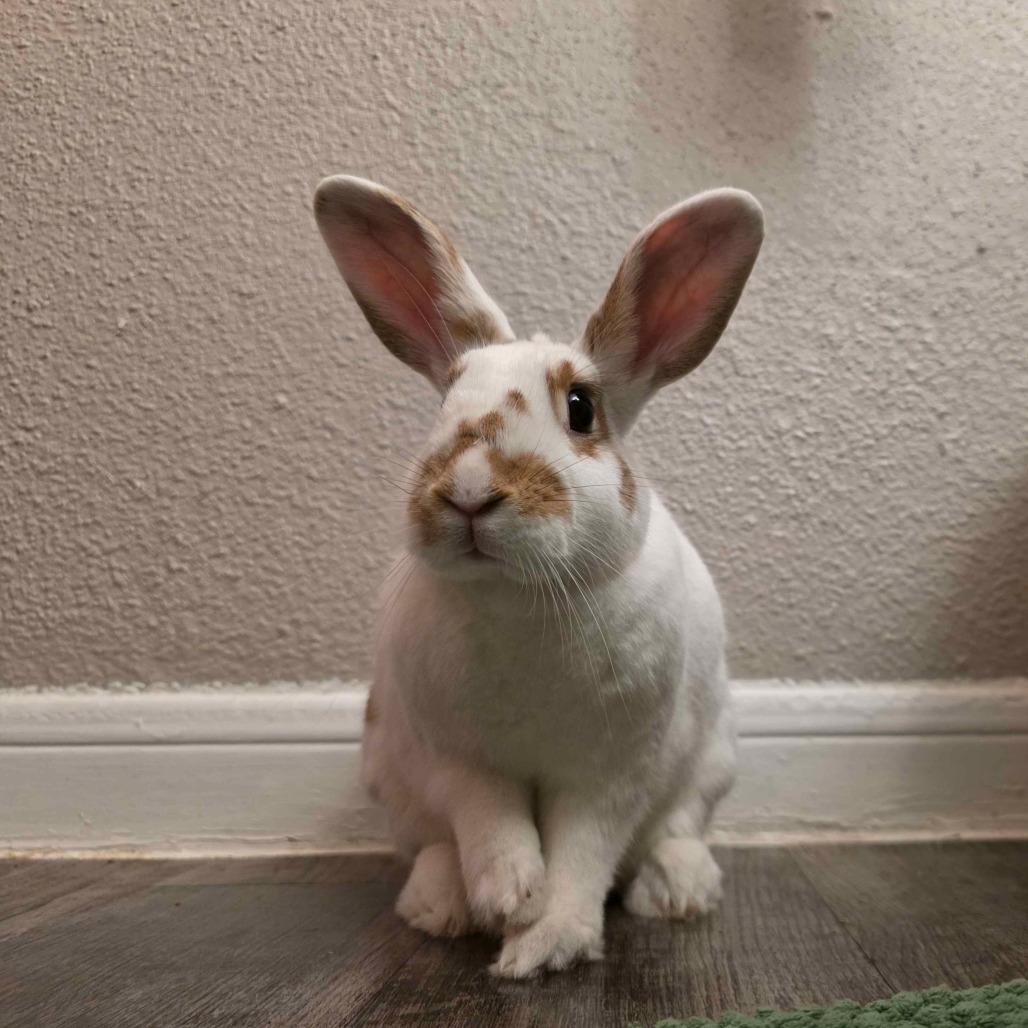 Enlarge Nutmeg, a Adoptable mixed breed in The Woodlands, TX image 2/6