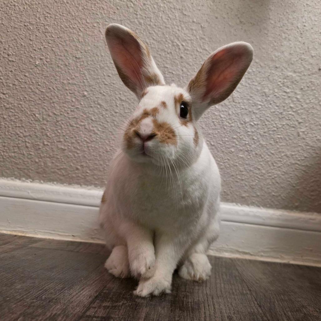 Enlarge Nutmeg, a Adoptable mixed breed in The Woodlands, TX image 3/6