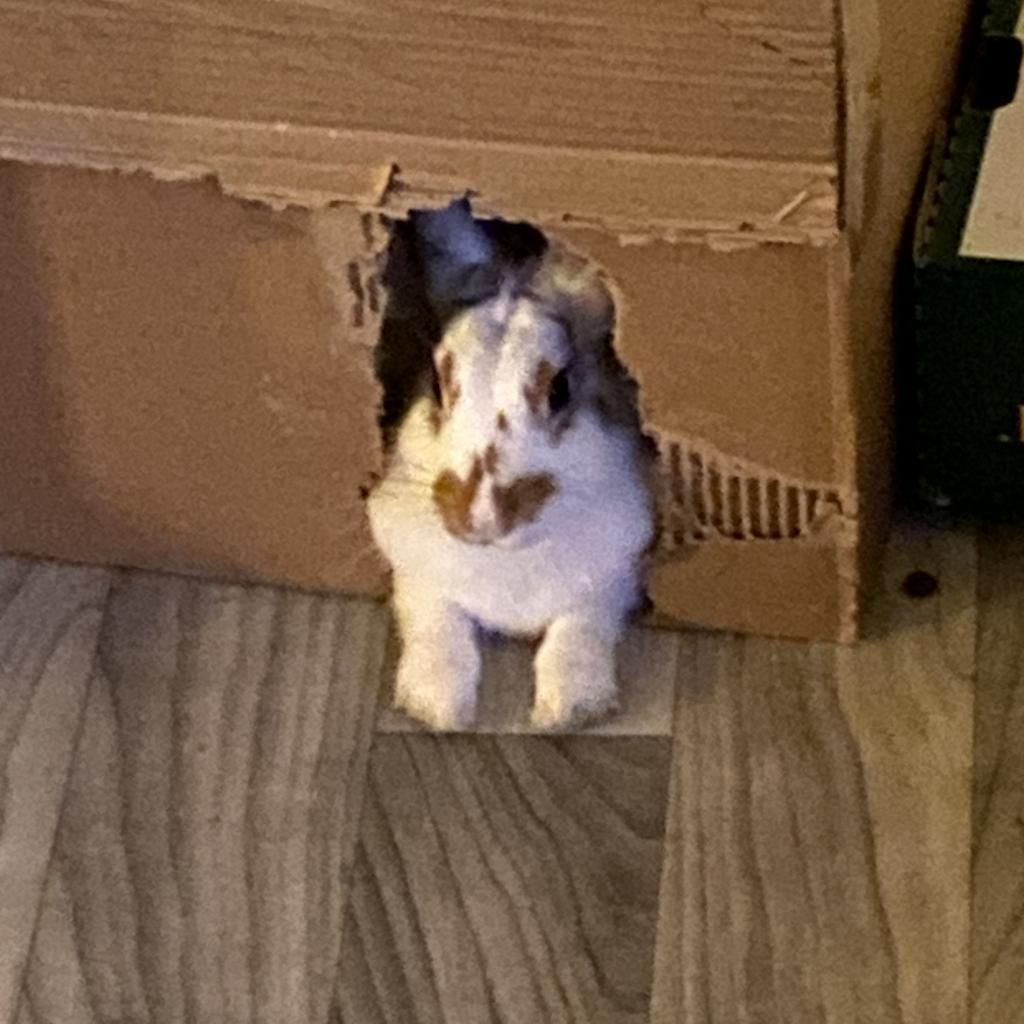 Nutmeg, Adoptable, Adult Female English Spot & Rabbit, DomesticMix.