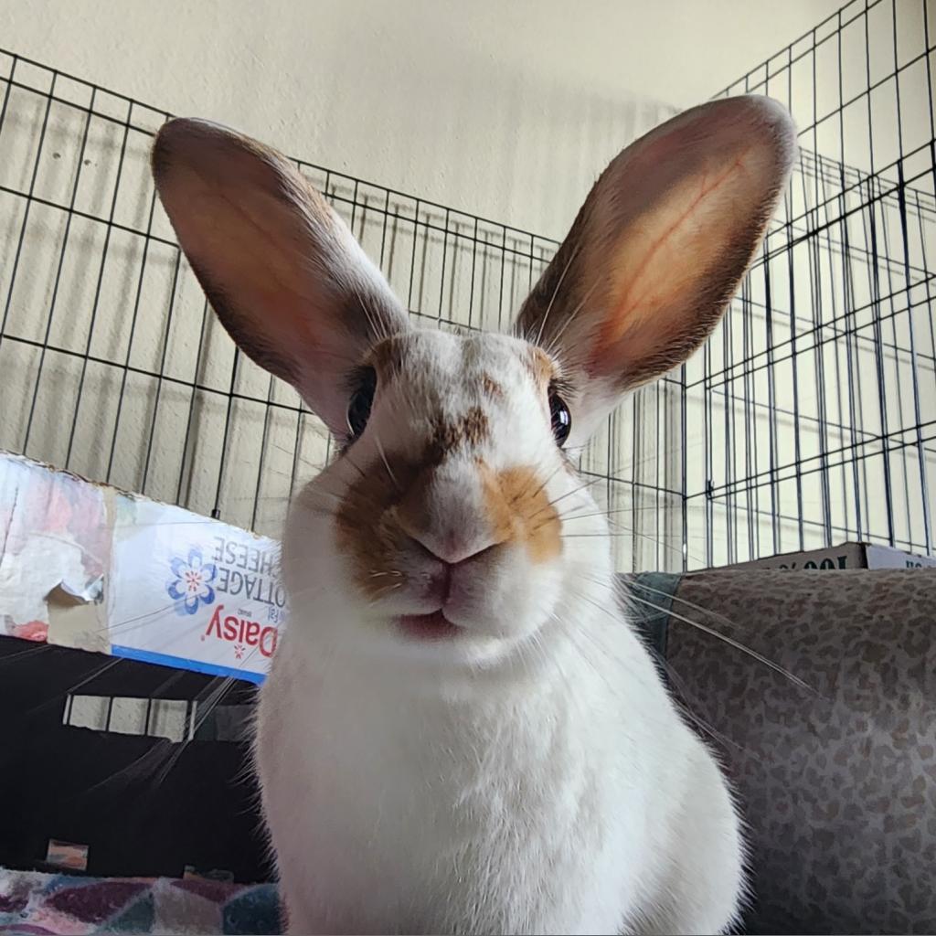 Enlarge Nutmeg, a Adoptable mixed breed in The Woodlands, TX image 4/6