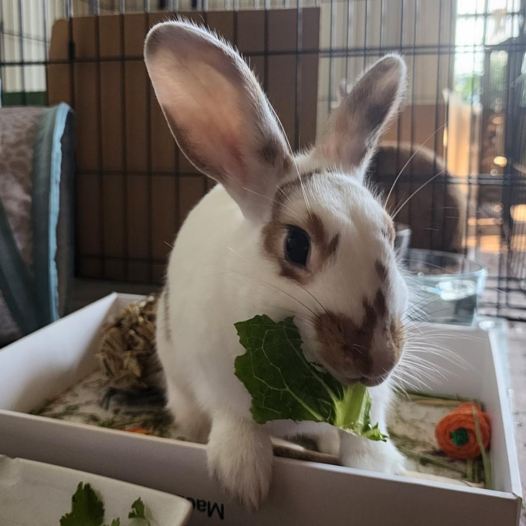 Nutmeg, a Adoptable mixed breed in The Woodlands, TX image 5/6