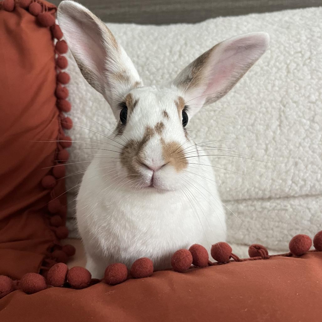 Enlarge Nutmeg, a Adoptable mixed breed in The Woodlands, TX image 6/6