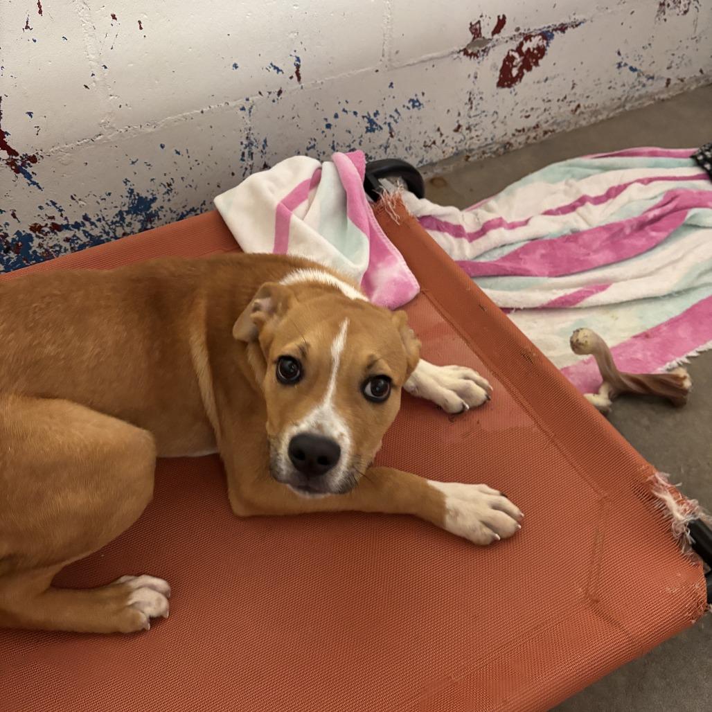 Enlarge Cobra, a Adoptable English Bulldog in Enterprise, AL image 1/2