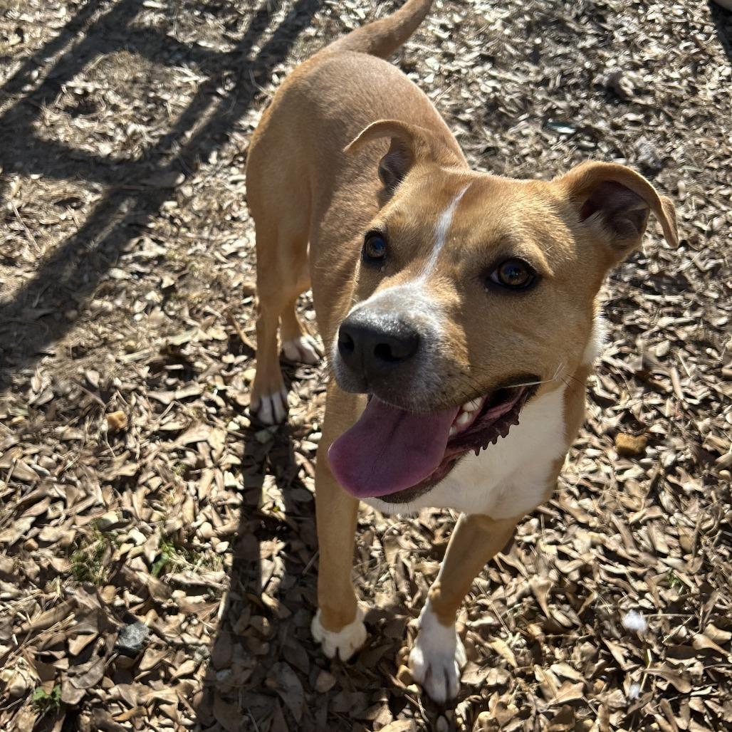 Enlarge Cobra, a Adoptable English Bulldog in Enterprise, AL image 2/4