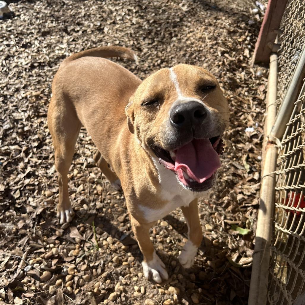 Enlarge Cobra, a Adoptable English Bulldog in Enterprise, AL image 3/4