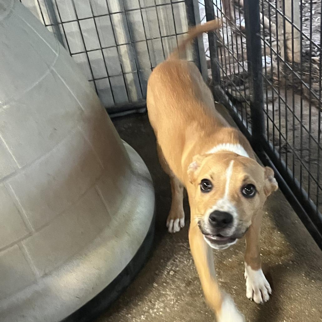 Enlarge Cobra, a Adoptable English Bulldog in Enterprise, AL image 2/2