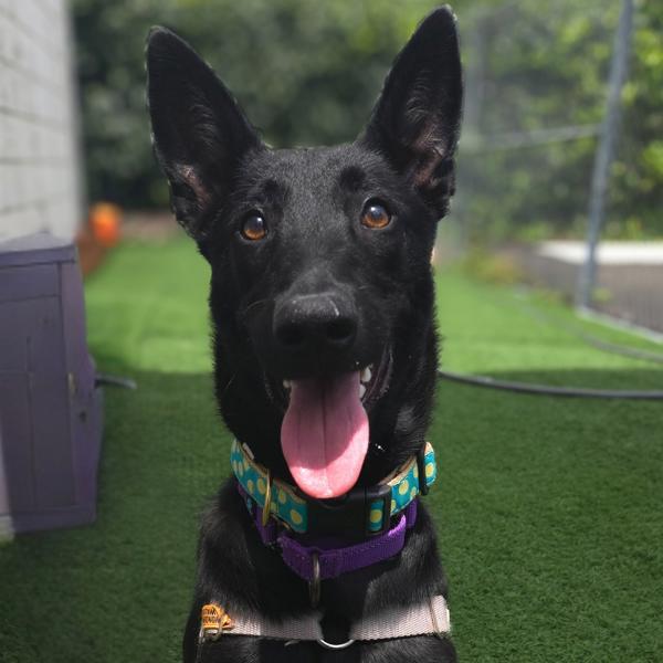 Enlarge Kiva, a Adoptable mixed breed in Vallejo, CA image 1/6