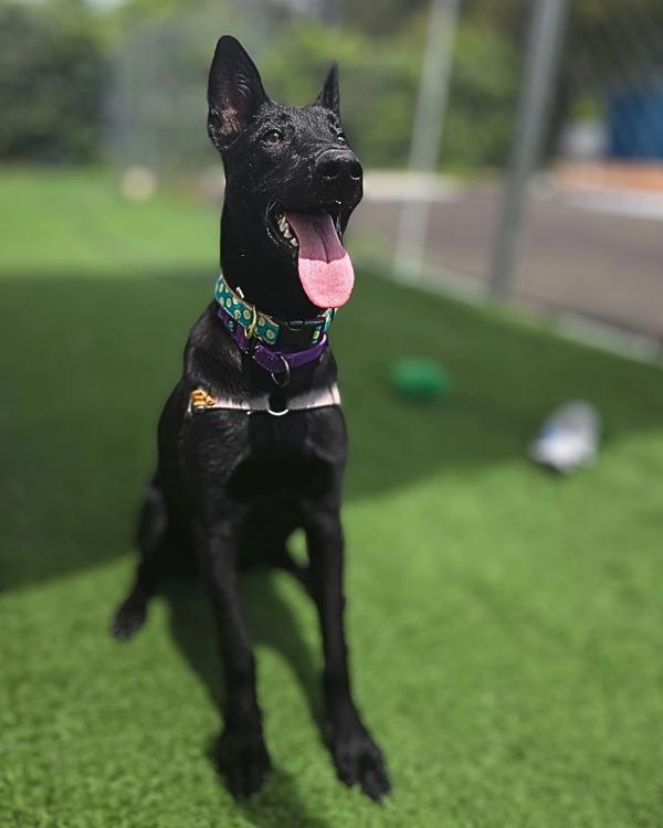 Enlarge Kiva, a Adoptable mixed breed in Vallejo, CA image 2/6