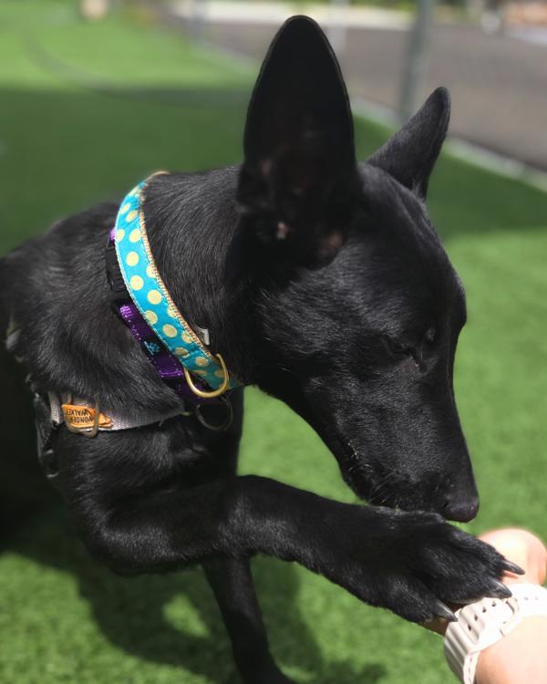 Enlarge Kiva, a Adoptable mixed breed in Vallejo, CA image 3/6