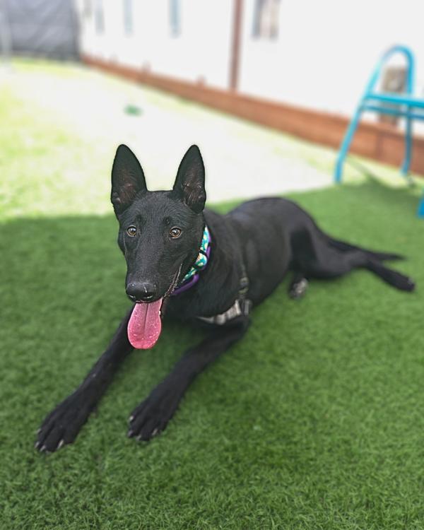 Enlarge Kiva, a Adoptable mixed breed in Vallejo, CA image 4/6