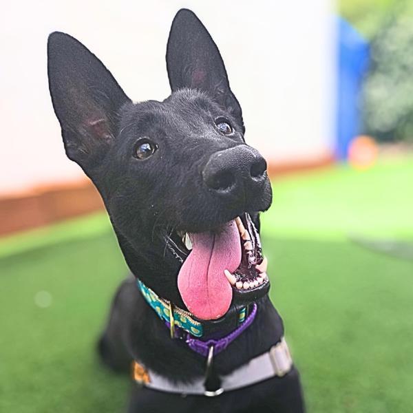 Enlarge Kiva, a Adoptable mixed breed in Vallejo, CA image 5/6