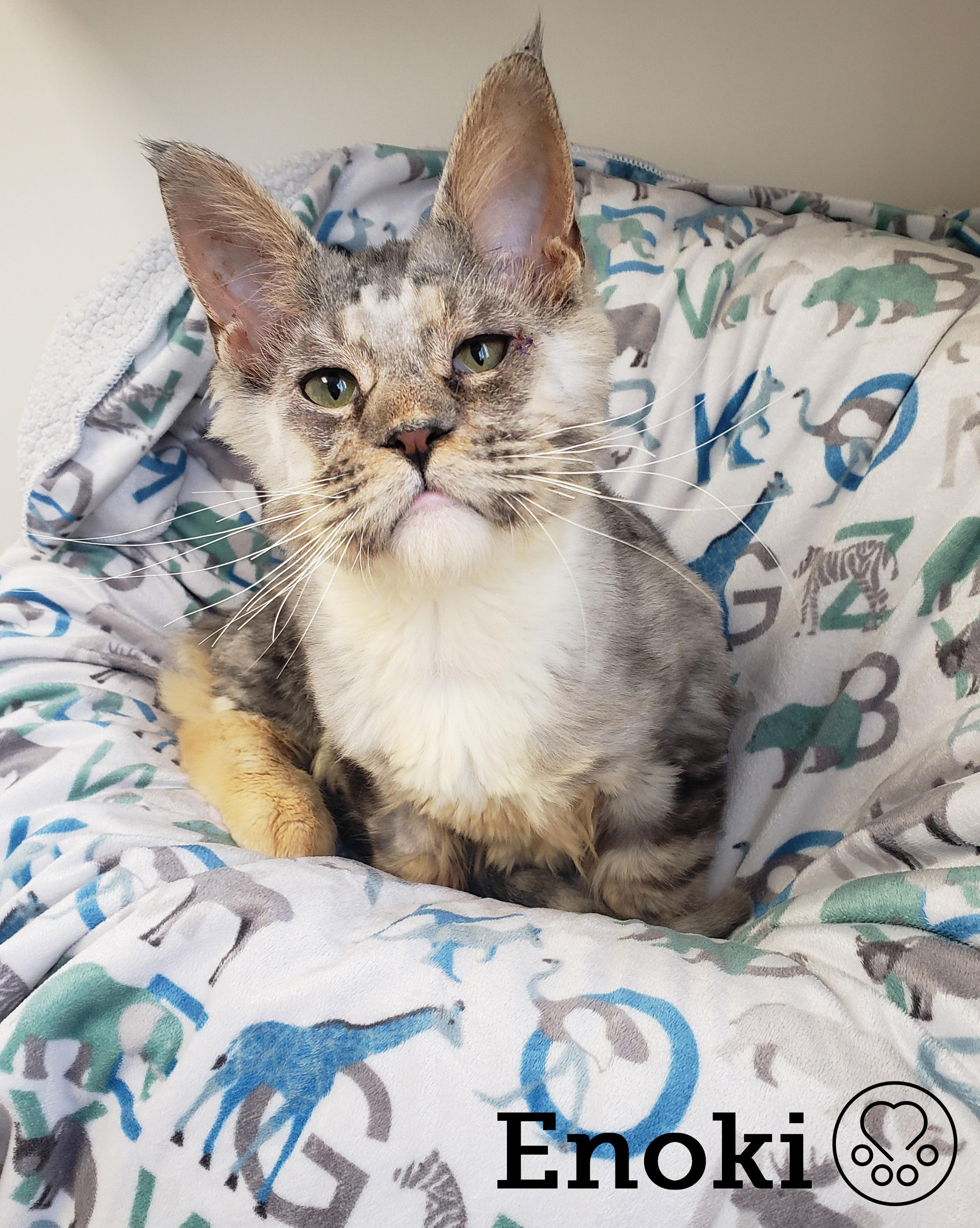 Enoki, Adopted, Young Male Maine Coon.
