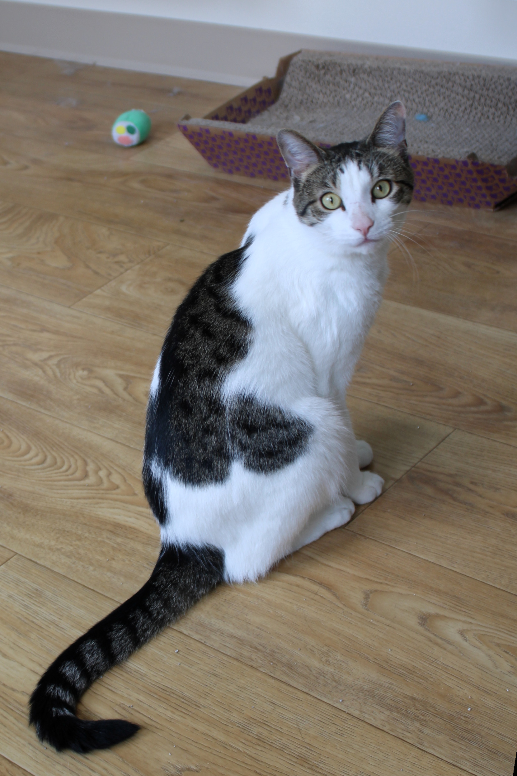 Maverick, a Adoptable Domestic Short Hair in Urbana, OH image 2/6