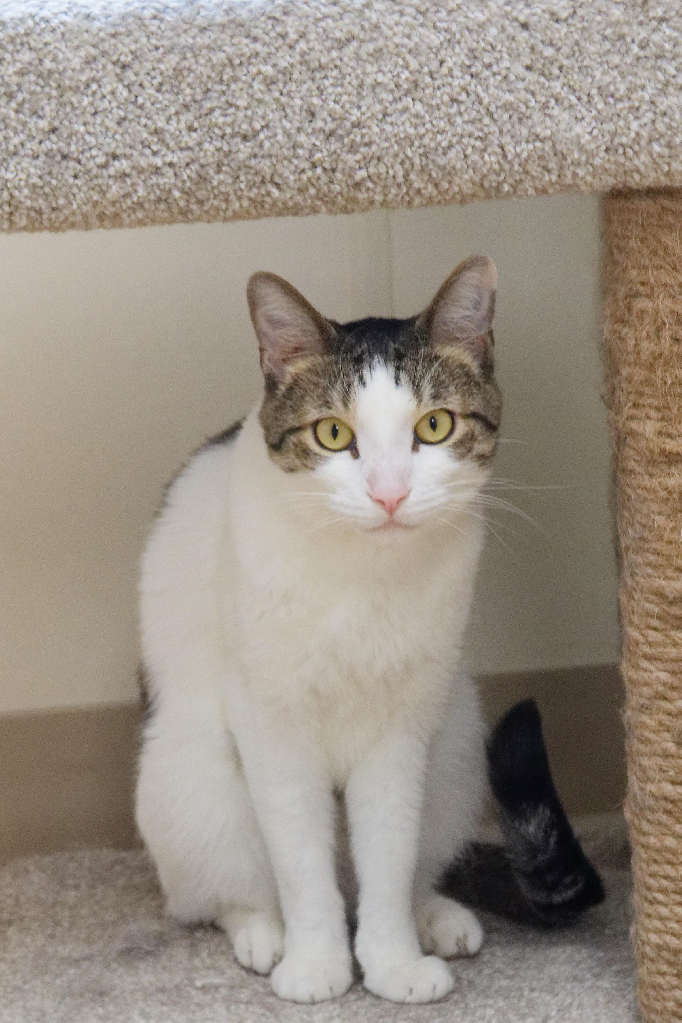 Enlarge Maverick, a Adoptable Domestic Short Hair in Urbana, OH image 1/6