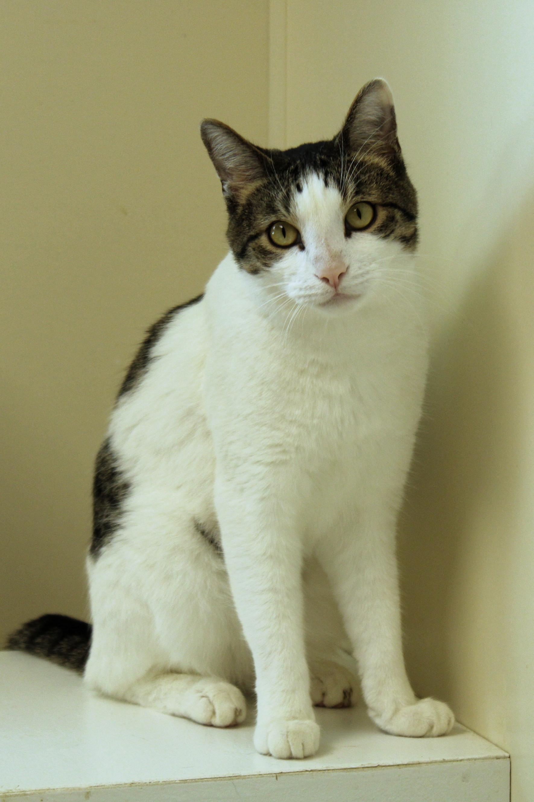 Maverick, Adoptable, Adult Male Domestic Short Hair.